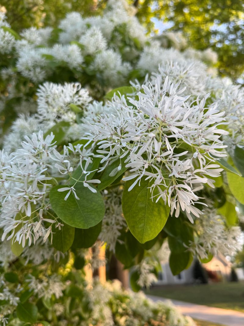 Where Fringe Tree Grows Best In Georgia