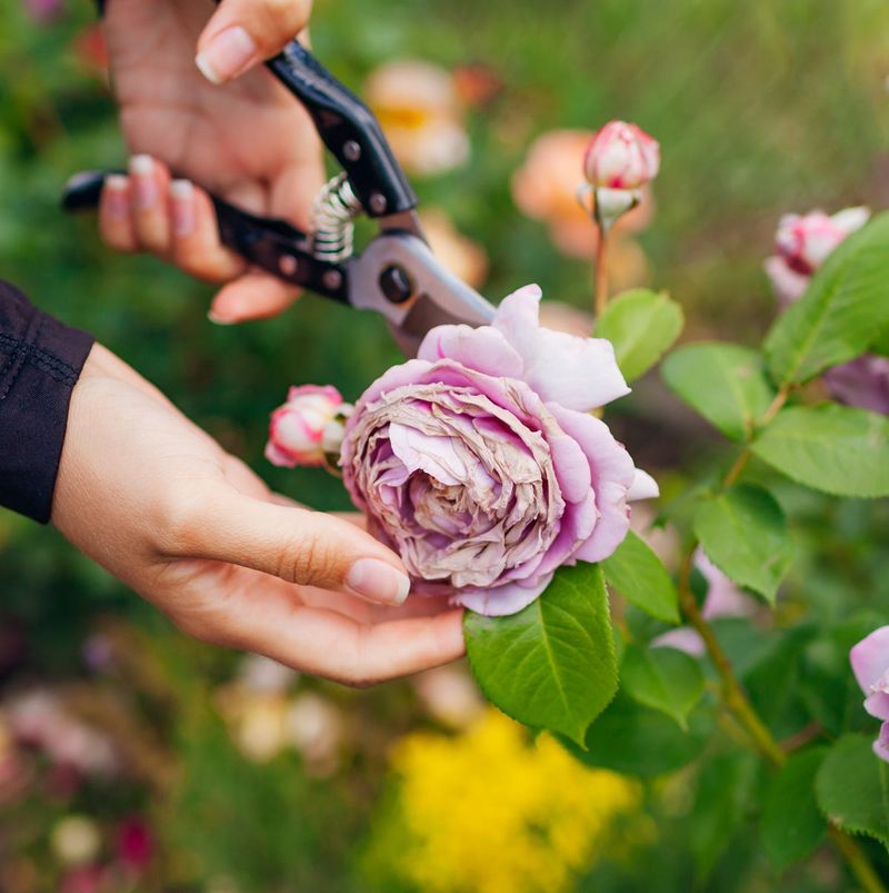 Light Pruning For Better Airflow