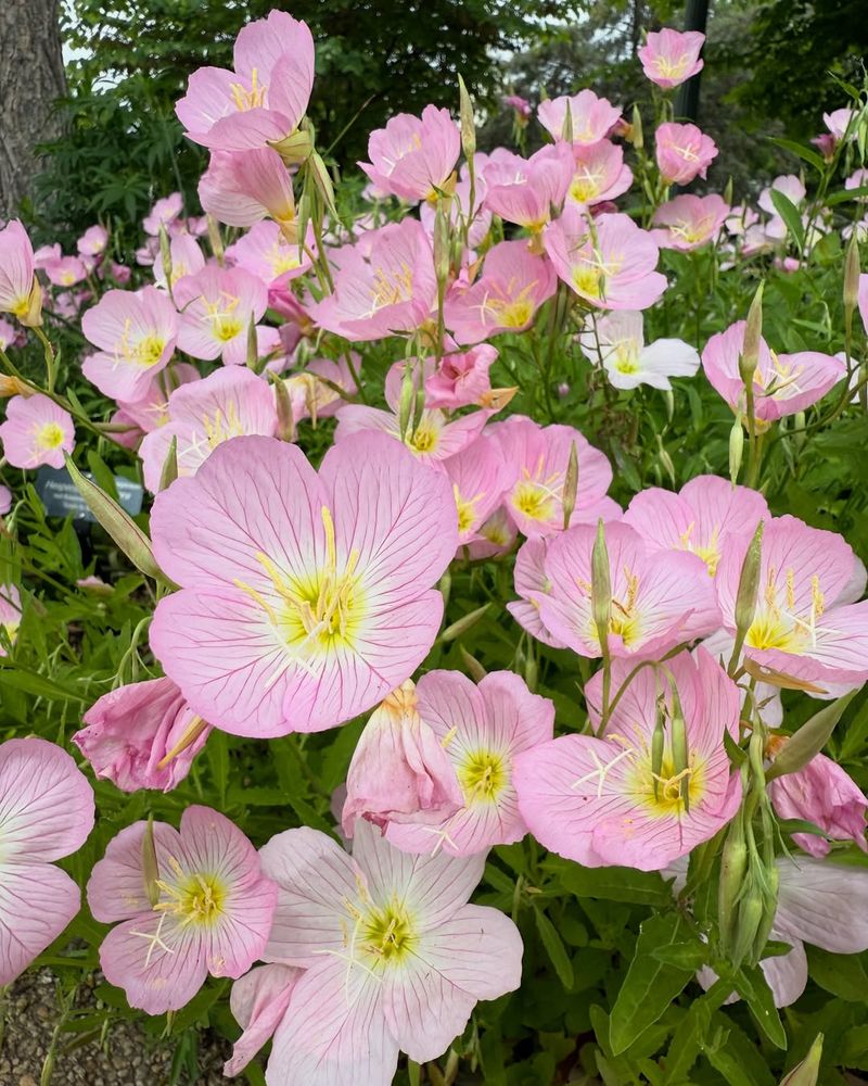 Soft Pink Blooms That Stand Out