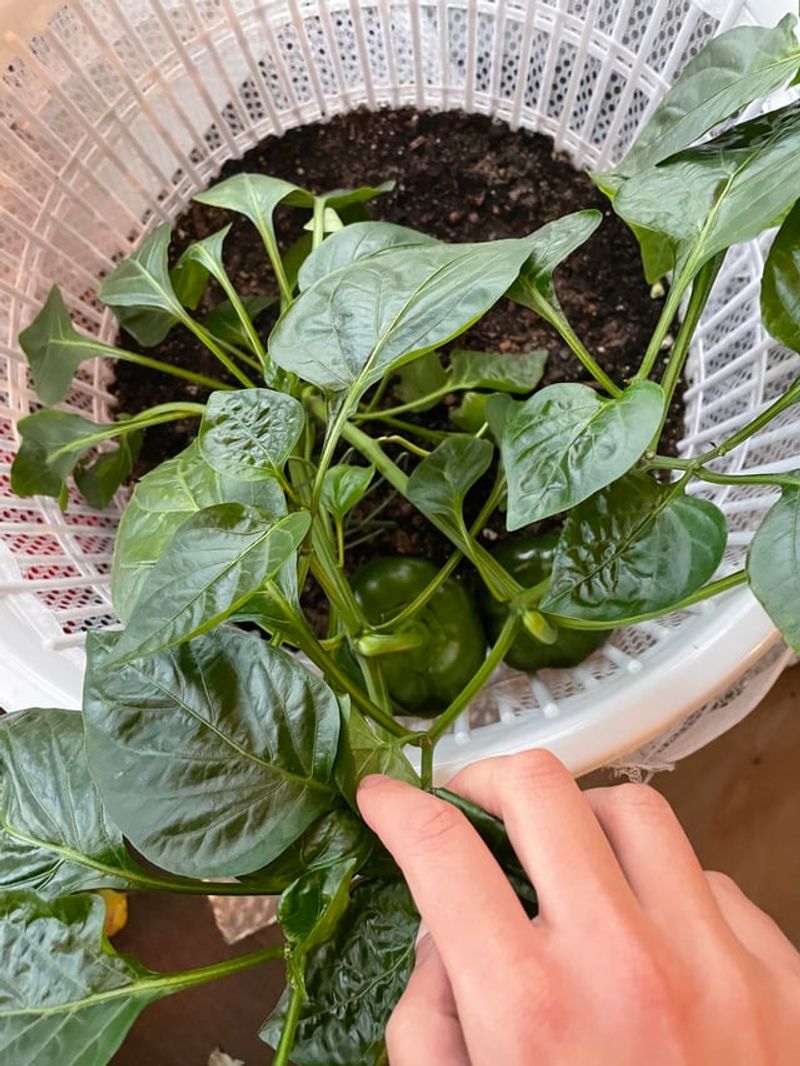 The Best Vegetables For Laundry Basket Gardening In Michigan