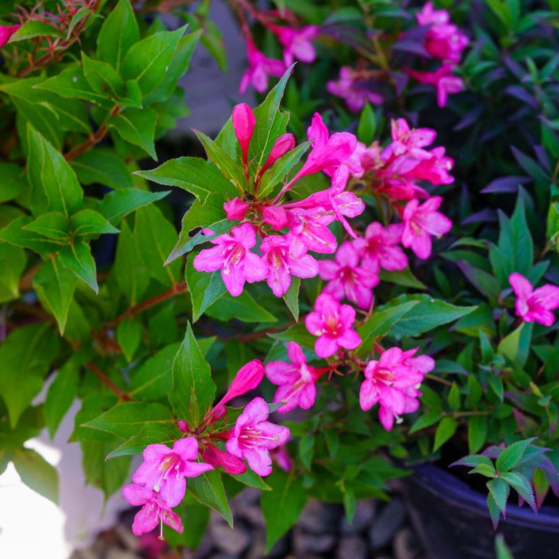 Reblooming Weigela Extends Spring Color