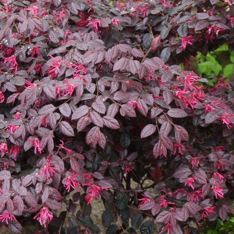 Loropetalum Adds Color In Warmer Areas