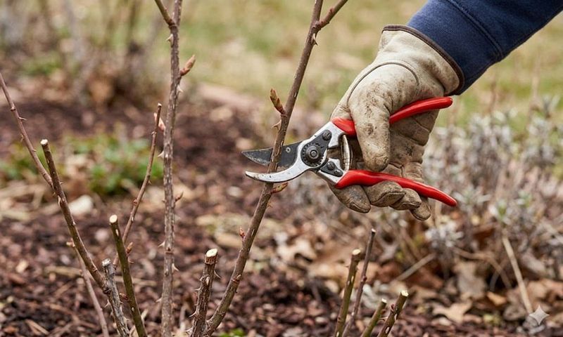 Shrub Roses Driving Healthier, Repeat Blooms