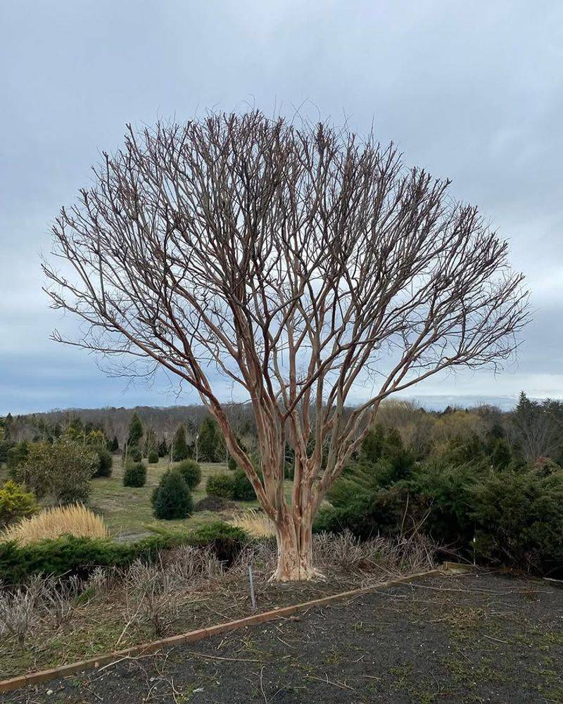 Crape Myrtle Can Be Lightly Pruned To Improve Structure