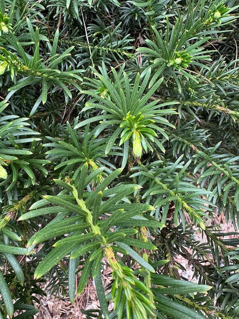 Japanese Plum Yew Tolerates Shade Better Than Many Shrubs