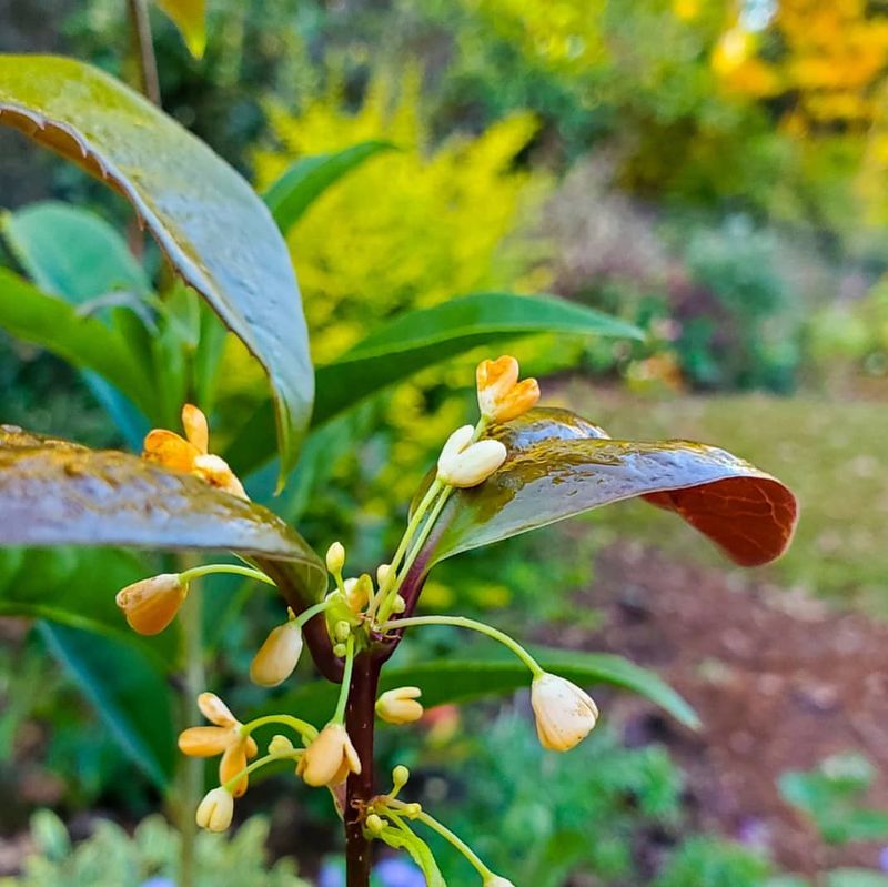 Tea Olive Creates A Fragrant And Dense Privacy Screen