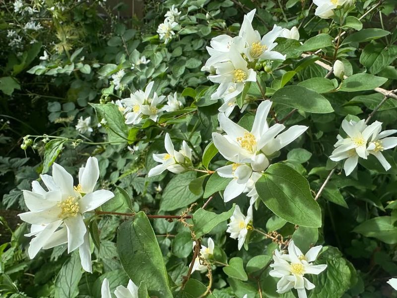 Mock Orange Produces Fragrant Spring Blooms