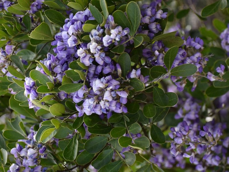 Texas Mountain Laurel Encourages More Flowers With Light Spring Cuts