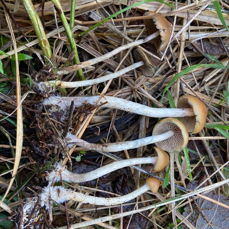 Rich Organic Matter Below