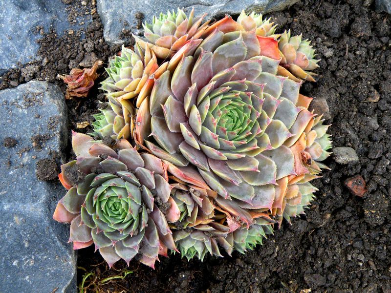 Hens-And-Chicks 