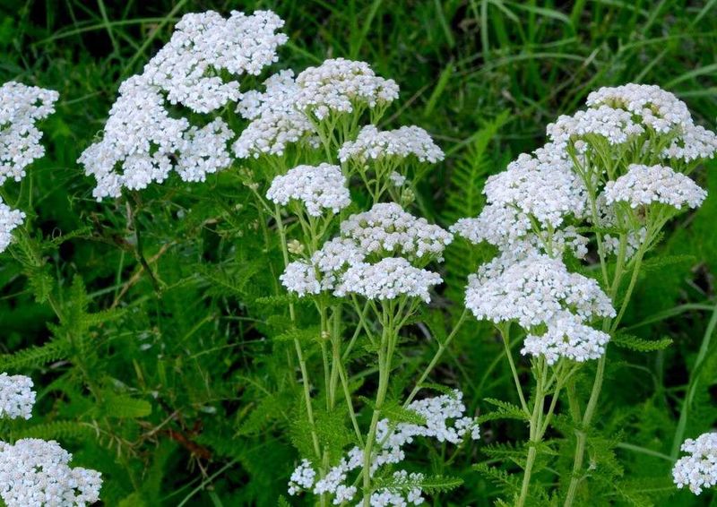 White Yarrow Offers Blooms In Full Sun