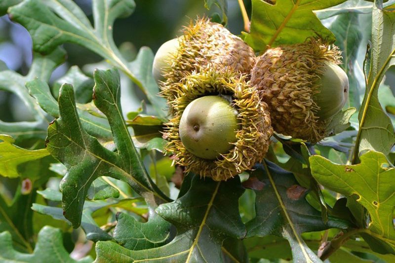 Supports Native Michigan Wildlife All Year Long