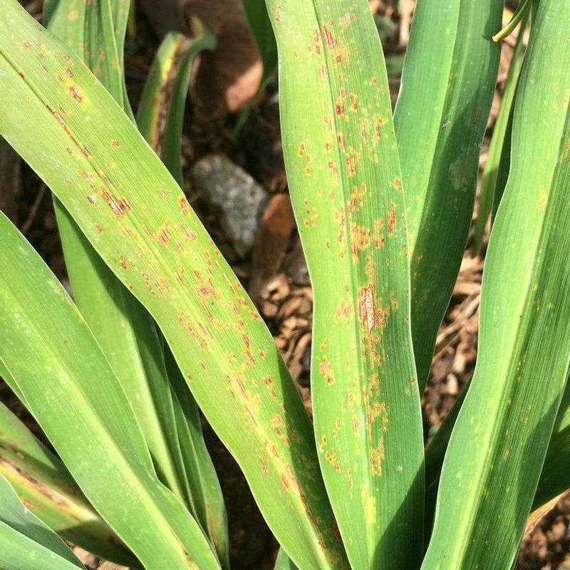 Watch For Early Signs Of Pests Or Disease