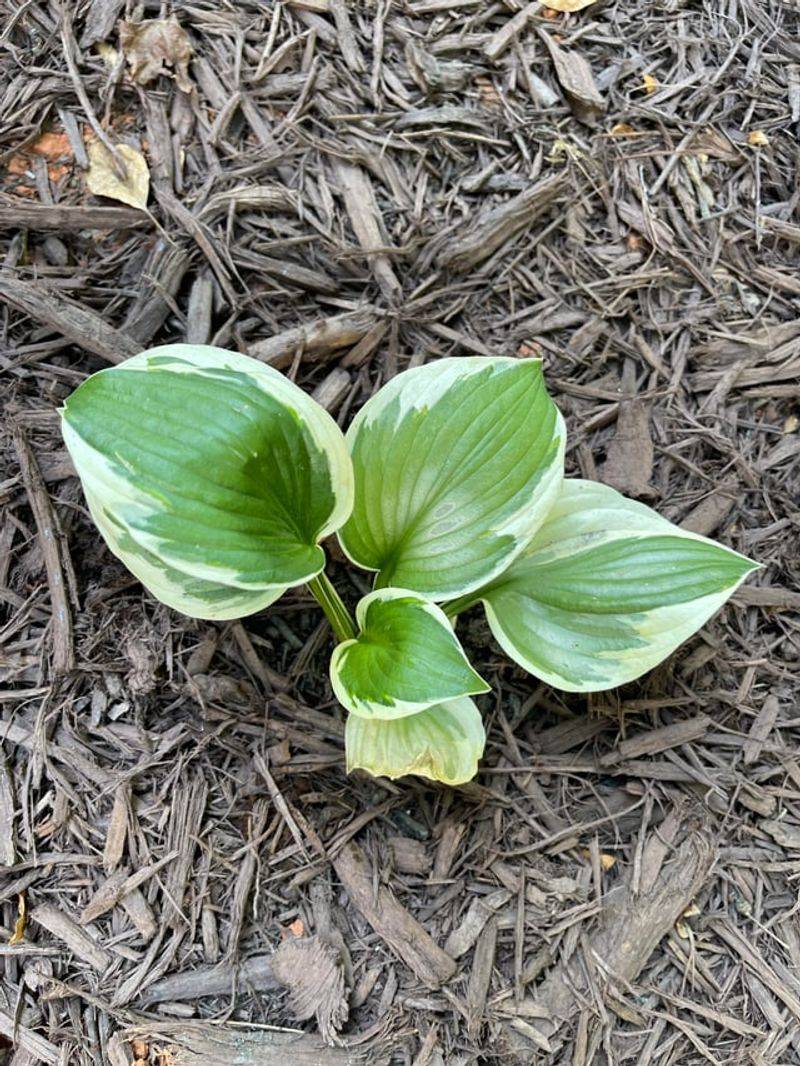 Water As New Shoots Emerge