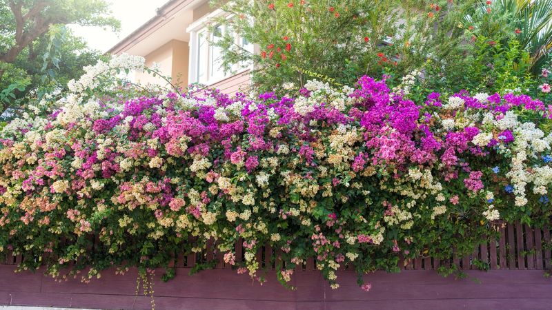Work With Your Existing Fence By Adding Climbing Plants