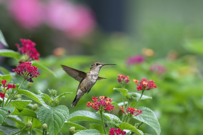 Trim Faded Flowers To Keep Nectar Flowing