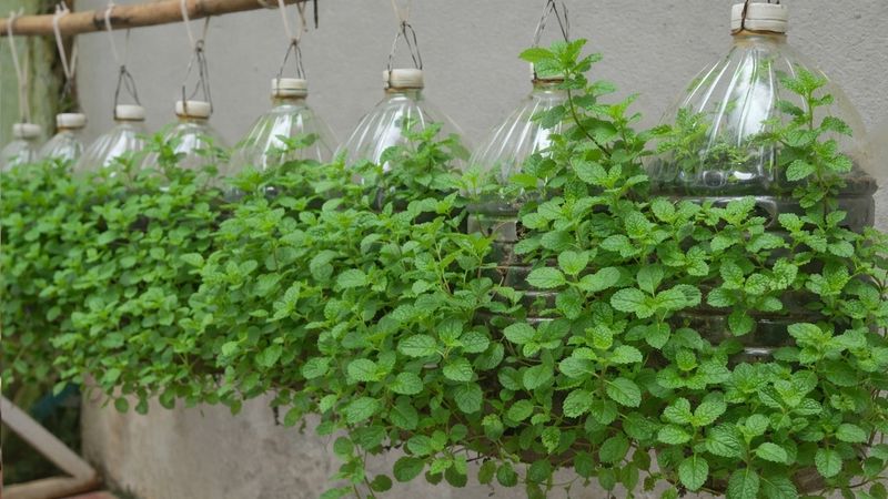 Plant The Mint Gently In The Bottle