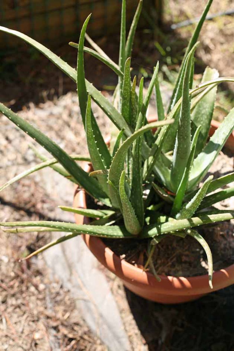 Grow Aloe For Easy Care Texture And Heat Resistance