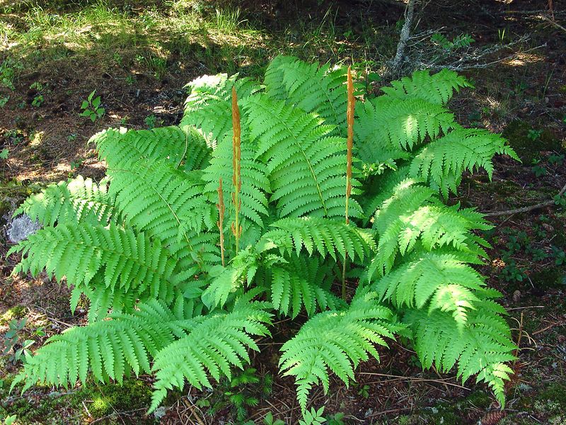 Grow Native Ferns In Shady Moist Corners