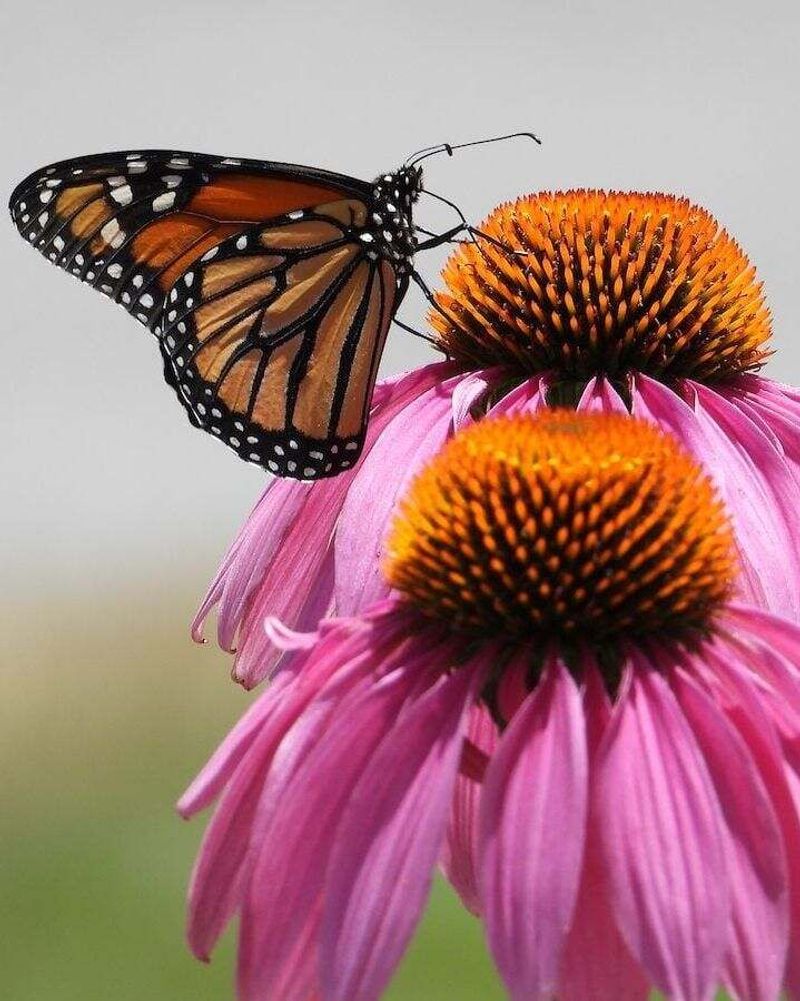 Finish With Coneflowers For A Longer Bloom Window