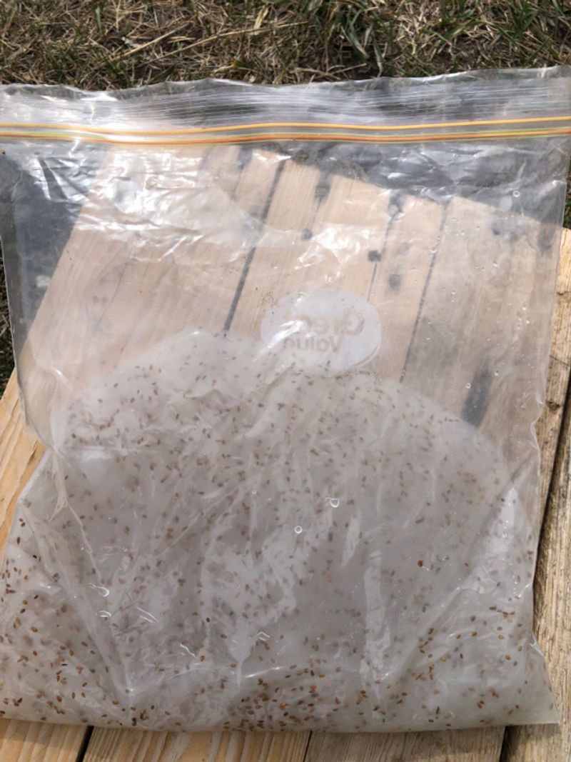 Let The Seed Gel Rest For A Few Days