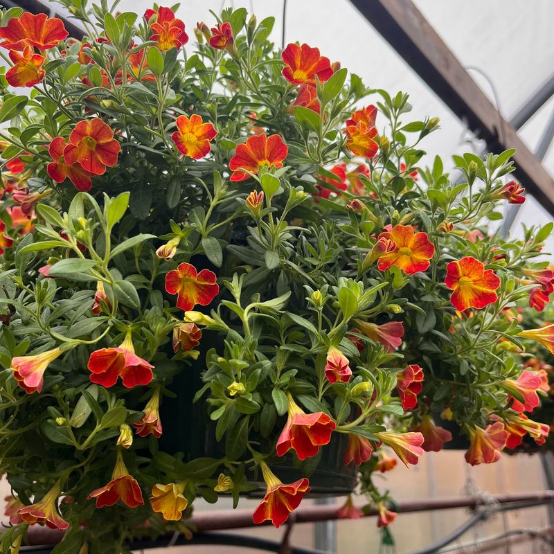 Plant Calibrachoa For Container Color