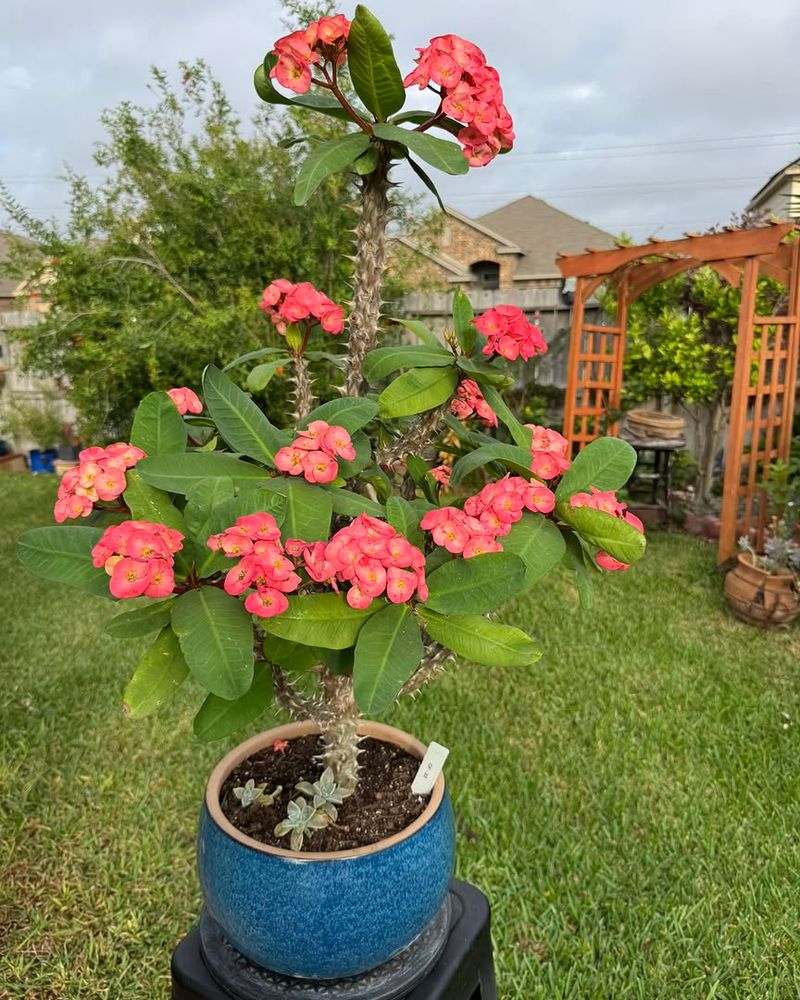 Plant Crown Of Thorns For Long Lasting Blooms With Minimal Water