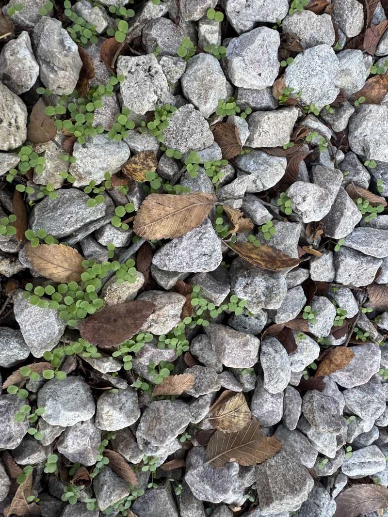 Keep Leaves And Debris From Building Up In The Gravel
