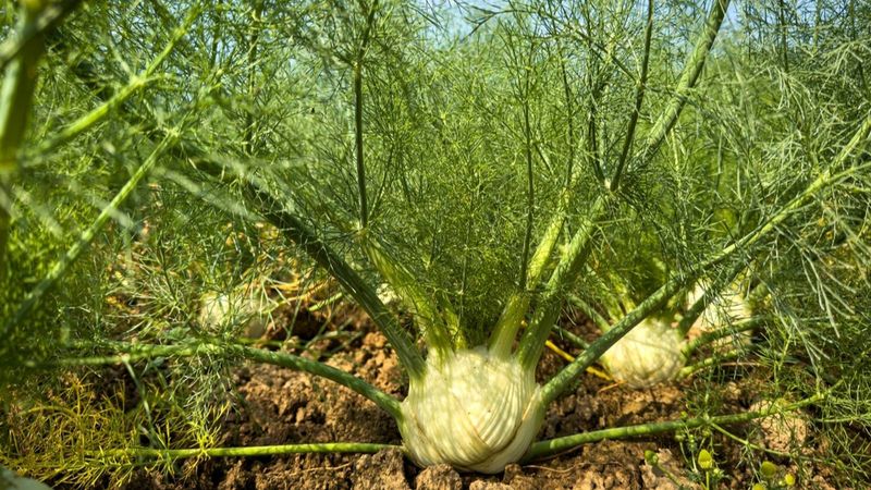 Avoid Planting Crops That Compete For The Same Nutrients