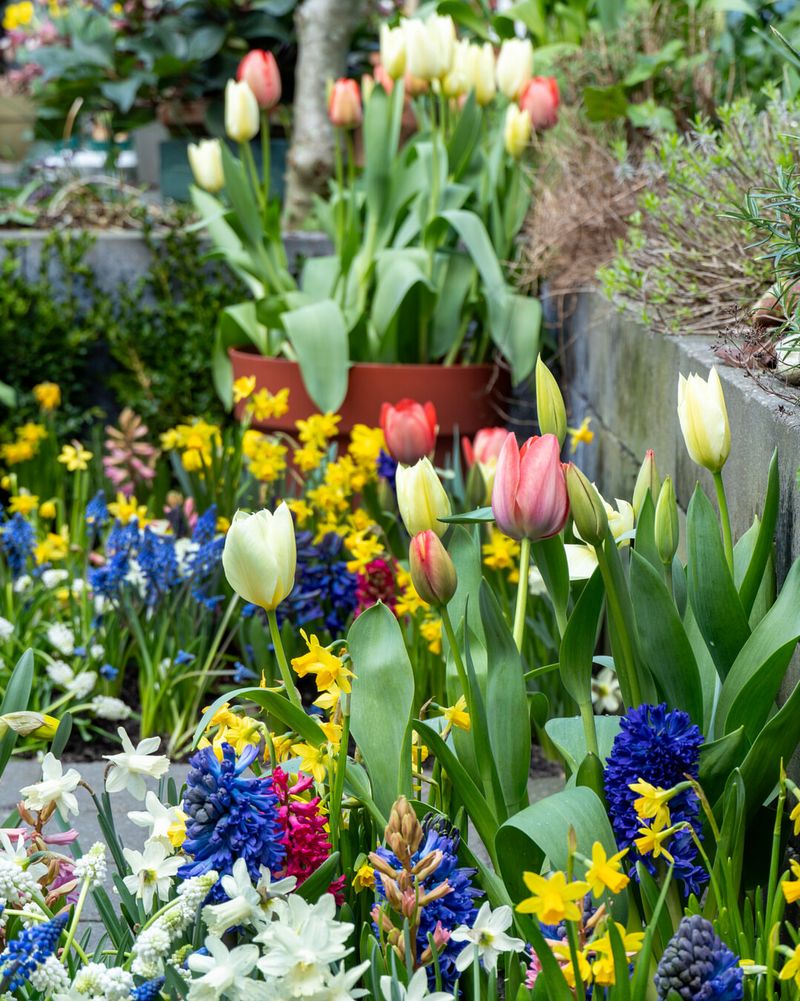 Mix Bulbs With Perennials For Layered Spring Blooms