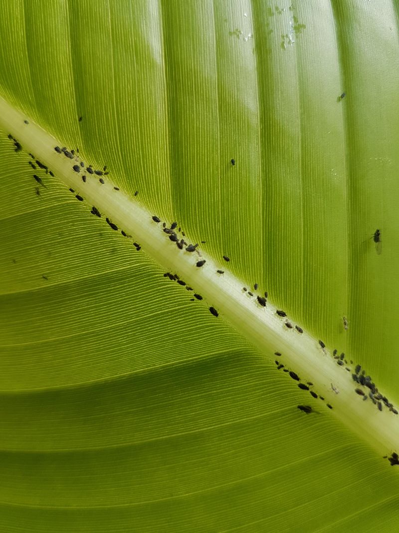 Watch For Pests As New Growth Begins