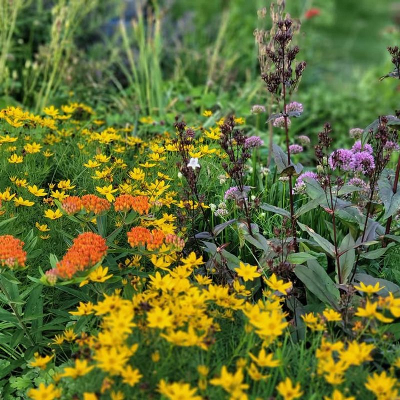 Choose A Sunny Location For Active Butterfly Visits
