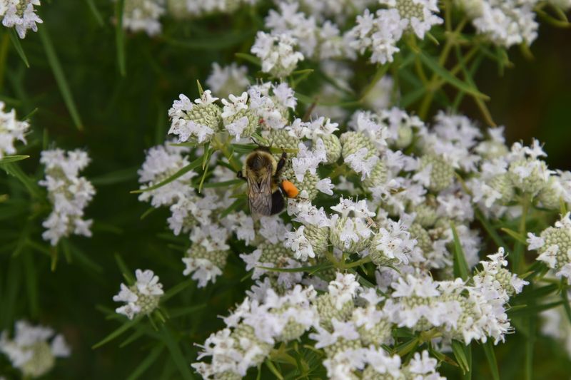 Keep Pollinators Busy With Virginia Mountain Mint