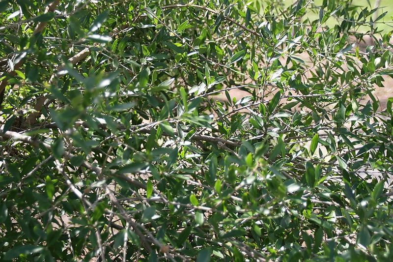 Use Florida Privet For A Softer Native Boundary