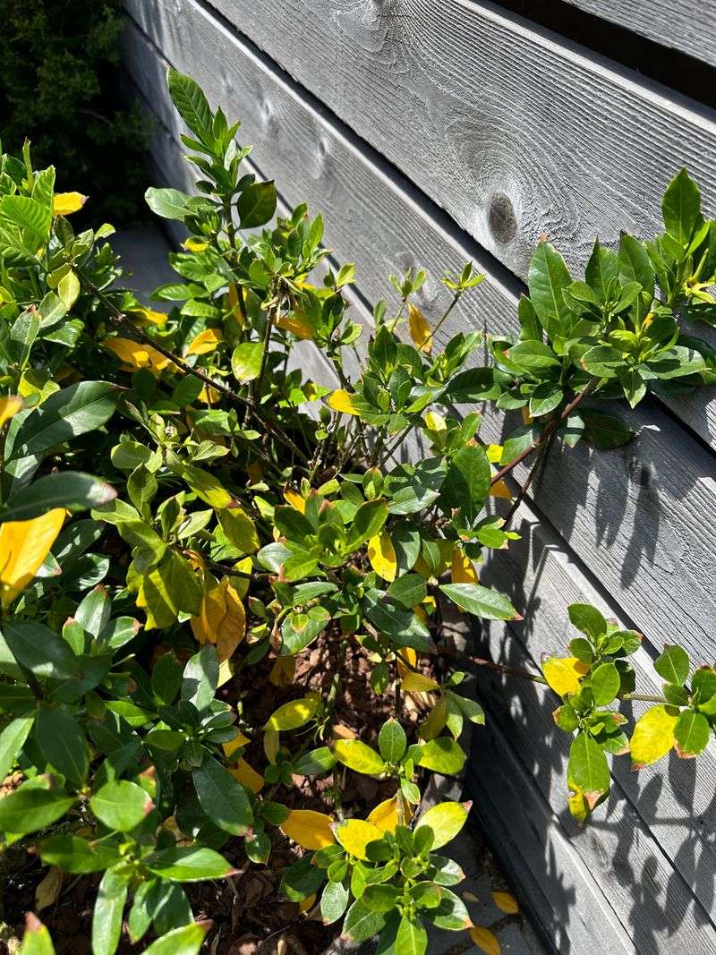 Protect Plants From Intense Afternoon Sun