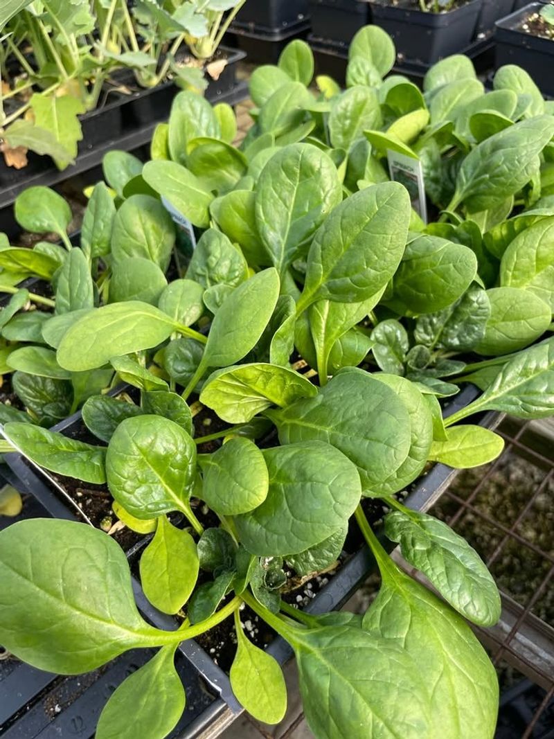 Choose Heat-Tolerant Plants Instead Of Cool-Season Varieties