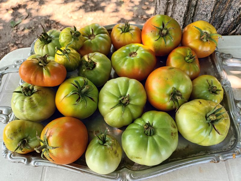 Pick Tomatoes Early Before Full Ripeness During Wet Spells