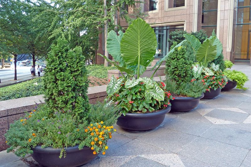 Group Containers With Similar Water Needs