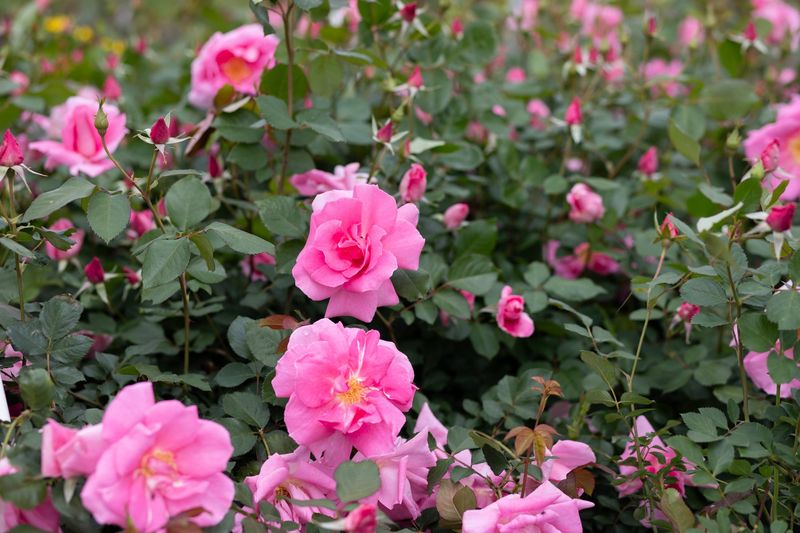 Choose Carefree Beauty For Tough Summer Bloom Power