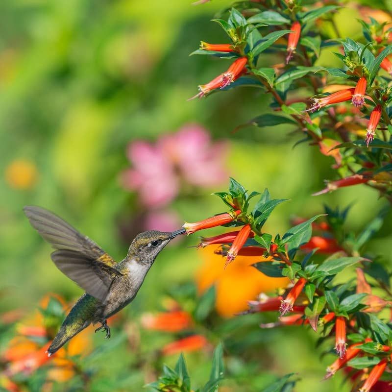 Fill Sunny Pots With Cuphea