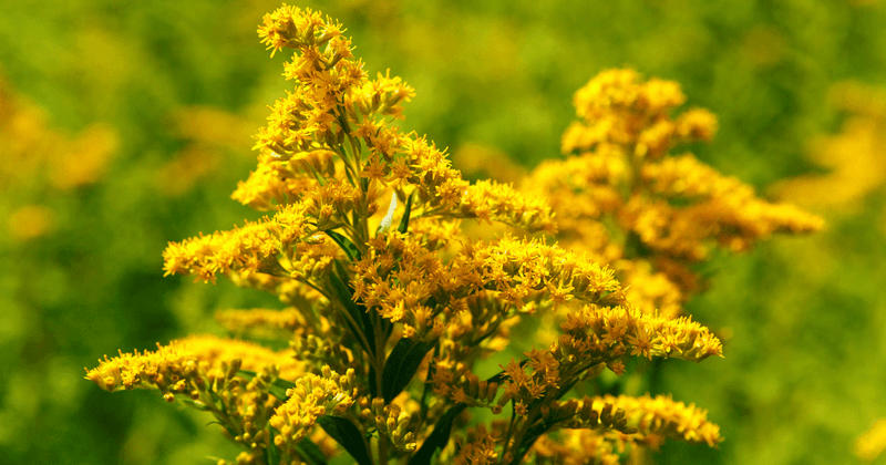 Grow Goldenrod For Late Season Shelter And Prey