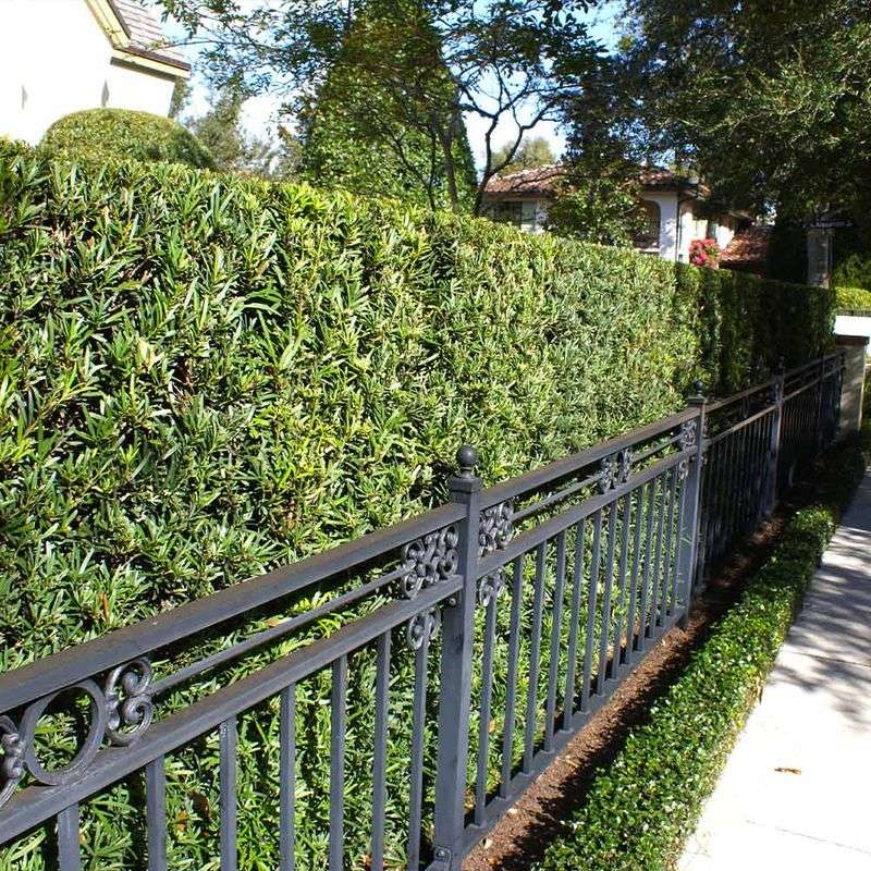 Use Podocarpus For A Narrow Polished Screen