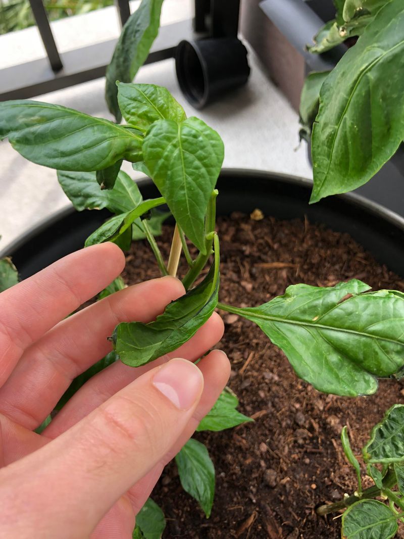Protect Seedlings From Wind