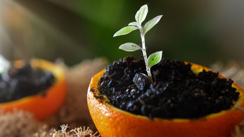 Start Seeds In Peel Cups