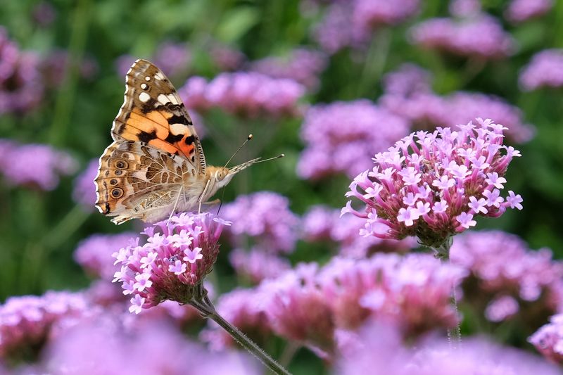 Grow Verbena For Low Spreading Blooms