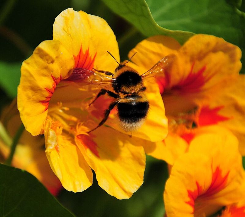 Invite Pollinators With Bright Easy Blooms
