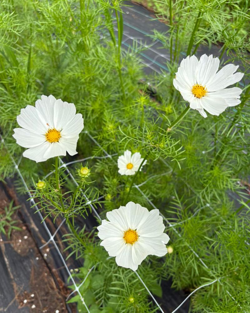 Fill Empty Spaces Fast With Cosmos