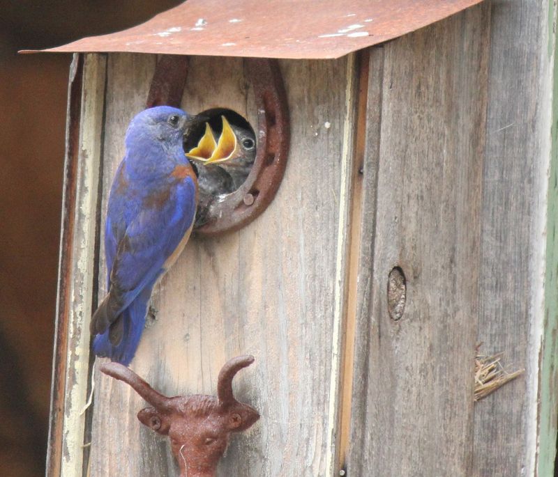 Clean Boxes Between Each Nesting