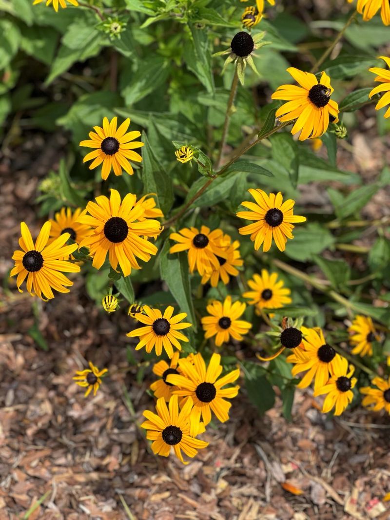 Grow Black Eyed Susan For Bright Golden Flowers