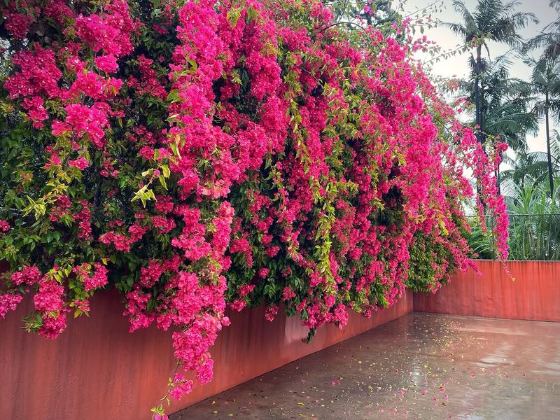 Use Vines For Narrow Space Shade Or Privacy